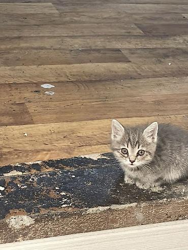 Отдам даром кошку: Г.Бишкек Отдаю котят в хорошие руки (бесплатно). Котятам по 1,5 — 4