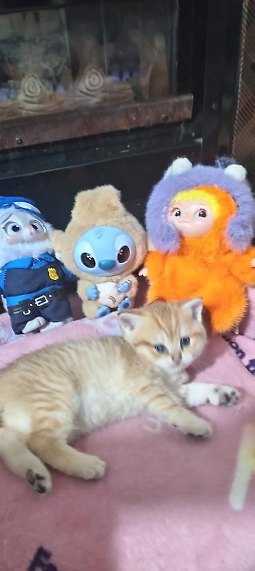 Pişiklər: Britan, Yaxşı əllərə — 18