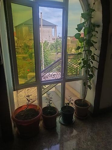 limon yolka ağacı: Çin qızılgülü - yüksəkboy dırmaşan/asma tipli bitki. - Hər biri — 1