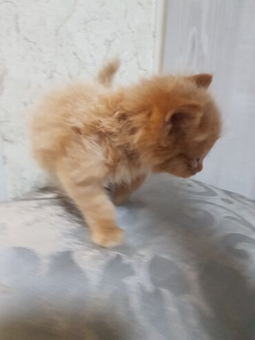 котята бенгальской кошки: Мальчик