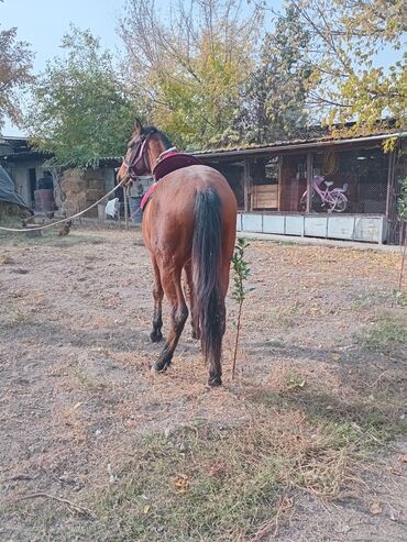 объявления о найденных животных: Продаю | Конь (самец) | Рабочий