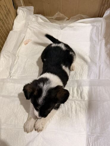 Psi: Štenci mešanci – više štenaca različitih boja i šara Opis: - Leglo — 10