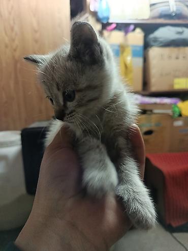 реально: 7 месяцев, Девочка, Приучена к лотку — 3
