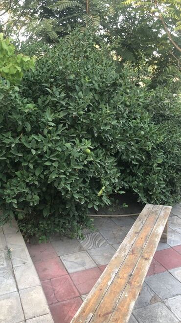 ucuz aboylar: Məhsul: Limon ağacı (meyvəli) AÇIQ ŞƏRAİTƏ ÖYRƏŞİB TƏMİZ ORDUBAD