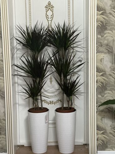 каражыра токмок: 🌿 Продаётся Dracaena Marginata (драцена) 🌿 Высота: 150 см Цена: 4000