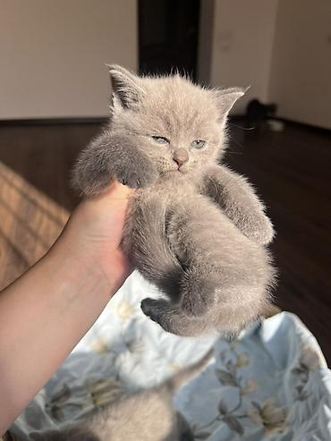 мал кой: Британцы породистые котята
Котята приучены к лотку 🌸 — 6