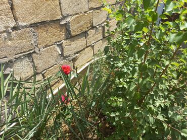 Bağ evlərinin kirayəsi: Görədil, 40 kv. m, 2 otaqlı, Su, İnternet, İşıq — 10