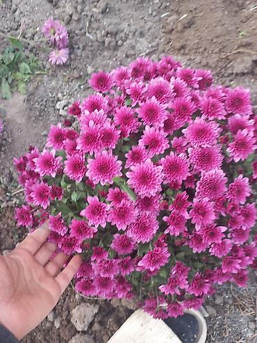 Другие виды семян и саженцев: Саженцы хризантем с пышной зеленой листвой, готовые к пересадке — 22