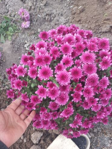 Садовые цветы и кустарники: Рассада цветка: Хризантемы — 17