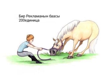 лошадь белая: Продаю | Кобыла (самка), Конь (самец), Жеребец