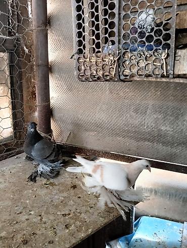 Птицы: Продаю молодых голубей 1 шт стоит пятьсот сом окончательно родители — 4