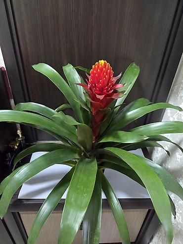 Декабристы: Декабристы (Schlumbergera) в горшках. - Окраска цветков: белая (на — 21