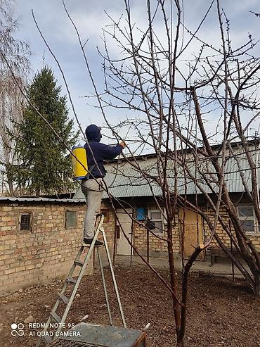 Спил деревьев, заготовка дров: Обрезка плодовых деревьев !!! Также обрезка хвойных и различных at lalafo.kg — 5 Спил деревьев, заготовка дров: Обрезка плодовых деревьев !!! Также обрезка хвойных и различных — 5