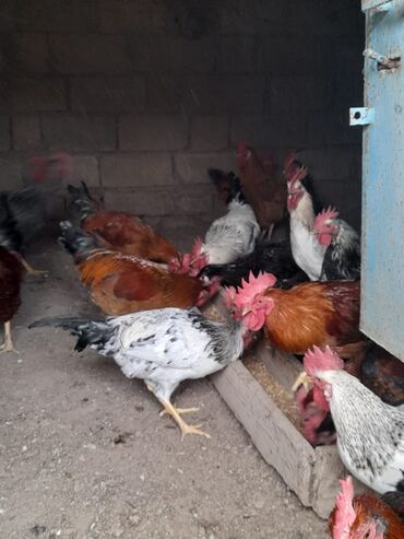 Xoruzlar: Məhsul: Qarışıq xoruzlar Təsvir: - Şəkillərdə görünən müxtəlif cins — 9