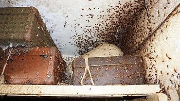 Дезинфекция, дезинсекция: Дезинфекция, дезинсекция, | Клопы, Блохи, Тараканы, | Транспорт, Офисы, Квартиры — 9