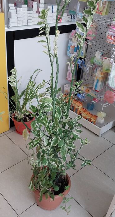 aloe vera gülü: Tebii dipcek gulu