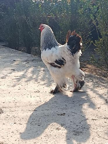 ovculuq və baliqciliq: Xoruz, Brama, il: 2, Ödənişli çatdırılma — 2