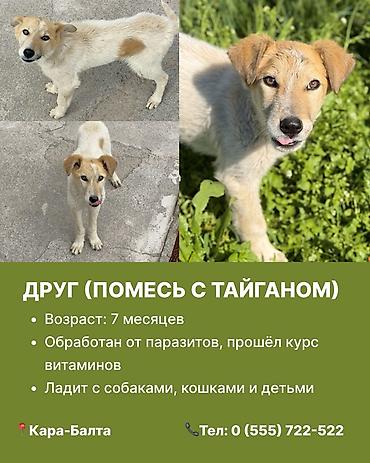 эркек ит: Кара-Балта. Ищем дом для чудесных собак. 1) Ириска - Стерилизована — 4