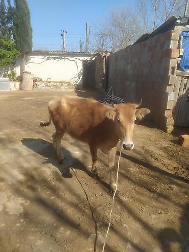 Dana, buzov: Dana, buzov — 12