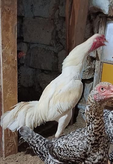 Xoruzlar: Xoruz, il: 1, Ünvandan götürmə — 1