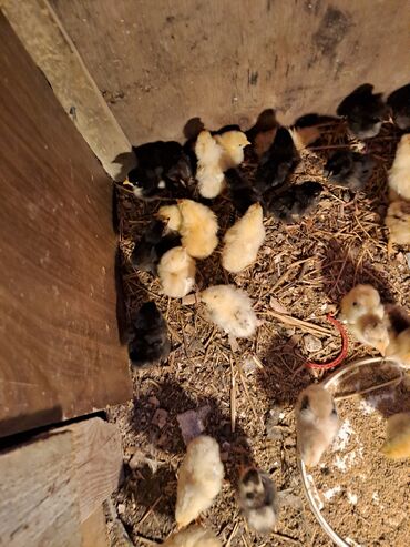 золотая шиншилла котенок: Другие птицы