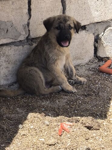 İtlər: Qurdbasar, 2 ay, Erkek