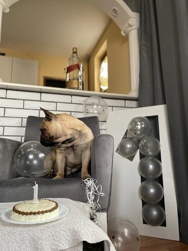 Psi: Muzijak francuskog buldoga dostupan za parenje,star 2 godine — 3