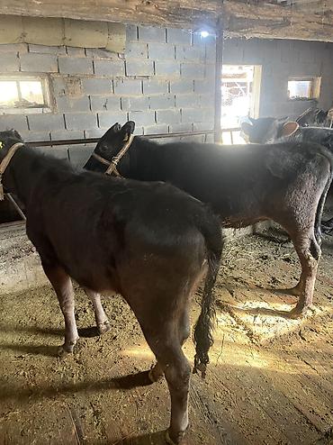 Коровы, быки: Продаю | Тёлка, Музоо, торпок — 1