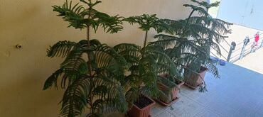 bitki satışı: Arakorya ağacı 4 ed tək tək satılmır 1 ədədi 70 azn Ünvan Mərdəkan