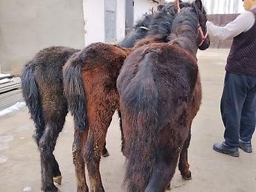 Лошади, кони: Продаю | Жеребенок | Для разведения | Племенные — 1