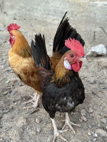 козу кочкор сатылат: Продам карлика петуха