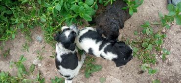 щенок алабая 2 месяца: Собака даром: Спаниель, 1 месяц, Самка