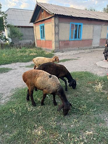 Баран, овца: Продаю | Ягненок | На забой — 3