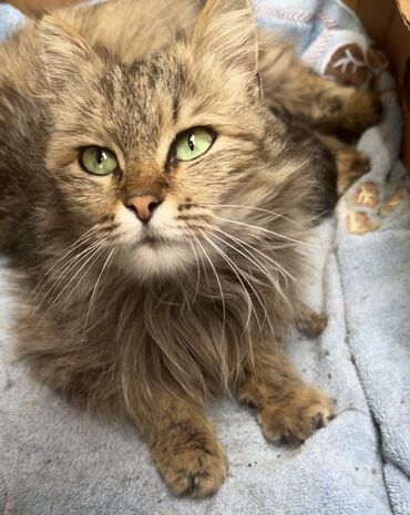 метис персидской кошки: Ищем хозяина кошки 
Пришла к нам 20 апреля 
Нижняя Ала-Арча