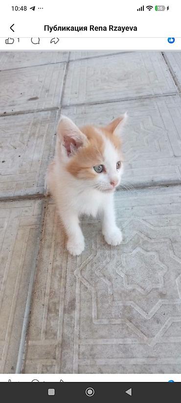 Pişiklər: Dişi, Yaxşı əllərə — 6