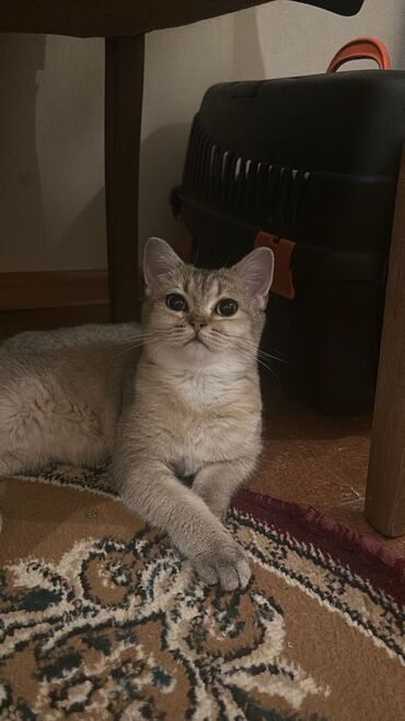 british cat: Şinşilla, Dişi, Yaxşı əllərə, Ünvandan götürmə, Ödənişli çatdırılma