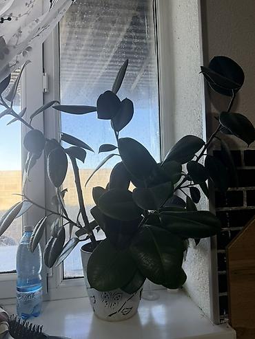 fancy leds бишкек: Фикус эластика (каучуконосный), декоративно-лиственное комнатное — 1