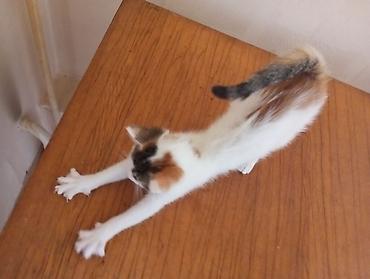 Отдам даром кошку: Котята-домоседы, короткошёрстные, 2 окраса: - Бело-рыжие: белая грудка — 5