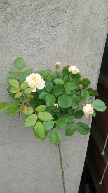 голанские розы: Семена и саженцы Роз, Самовывоз, Бесплатная доставка, Платная доставка