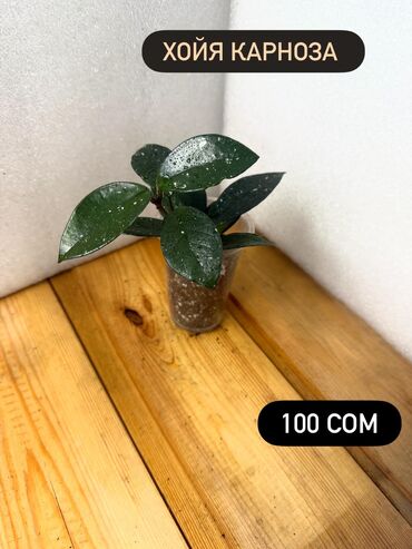 Хойи: Хойя (Hoya) - Хойя публикалис сплэш –Цена: 450 сом. - Хойя Мередити — 15