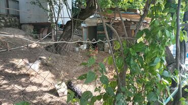 Həyət evləri və villaların satışı: 2 otaqlı, 50 kv. m — 6