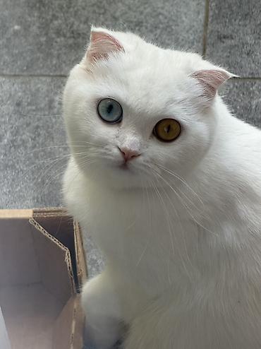 cutləşdirmək: Şotland yastı qulaq — 4