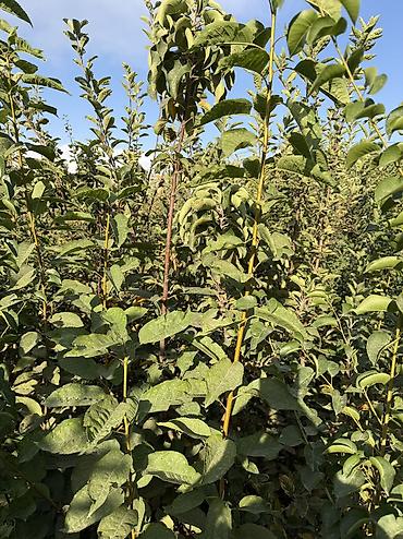 Вишня: 🌱🍎 КАЛИРОВАННЫЕ САЖЕНЦЫ ПЛОДОВЫХ ДЕРЕВЬЕВ В ПРОДАЖЕ! 🍎🌱 Опыт -40 лет — 10
