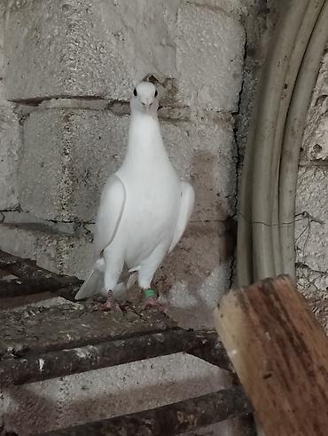quslar goyərcin: Drakon erkeydi iri şeydi qizğin.mayasida var istəyən olsa yazsin — 1