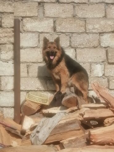 İtlər: Alman çoban iti, 6 ay, Erkek, Ünvandan götürmə