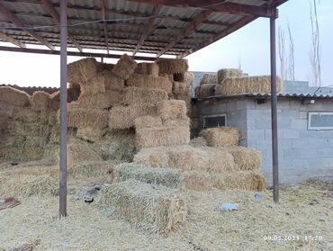 продажа свиней: Чөп сатылат. потпакровный, саман арпасы менен. г.Токмок цена