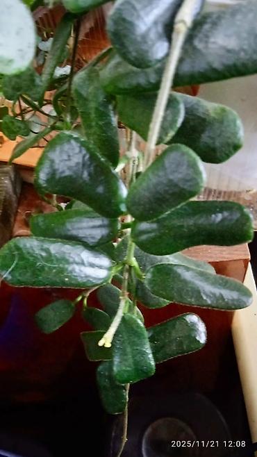Хойи: Хойя вариегатная (Hoya carnosa variegata) — компактные укоренённые — 7