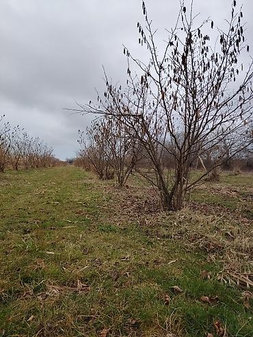 Torpaq sahələrinin satışı: Kənd təsərrüfatı -da lalafo.az — 2 Torpaq sahələrinin satışı: Kənd təsərrüfatı — 2