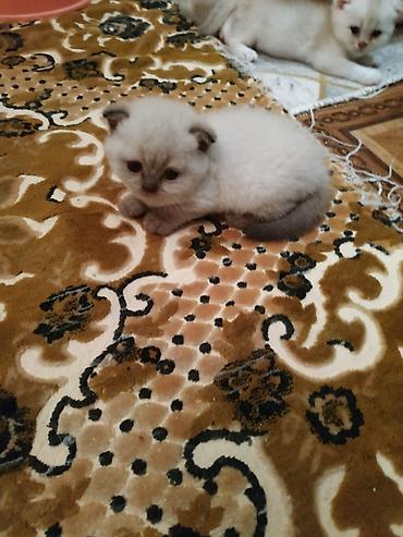 Pişiklər: Şinşilla — 4