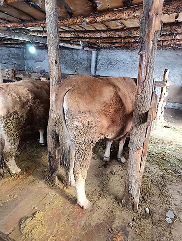 Коровы, быки: Продаю | Корова (самка), Тёлка | Полукровка | На забой | Привязанные — 3